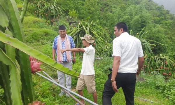 विदेशबाट फर्किएर ‘ड्रागन फ्रुट’ को व्यावसायिक खेतीमा रमाउँदै हौँचुरका सरोज   